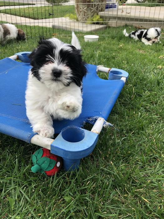 Havanese puppy